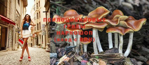 крисы Магас